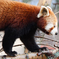 Padmaja Naidu Himalayan Zoological Park